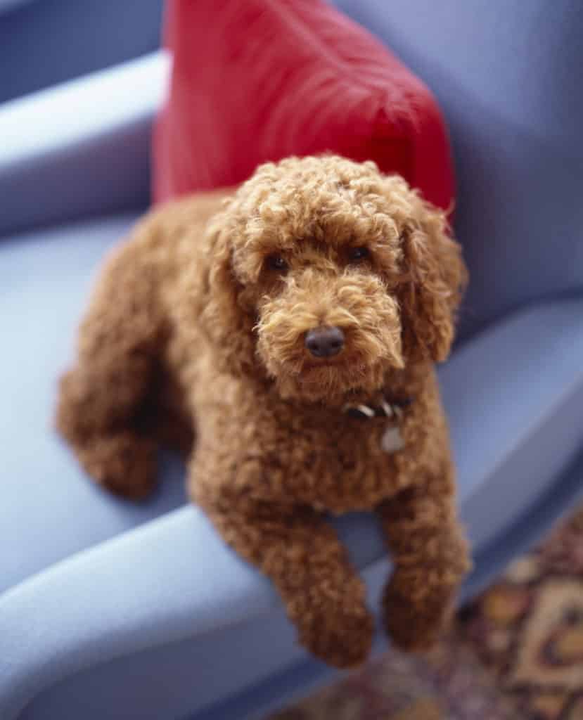 Michael Haverland dog on Marco Zanuso lady chair