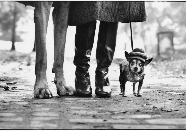 featured image for post: Photographer to Know: Elliott Erwitt