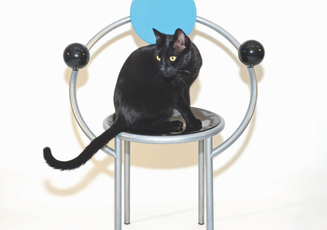 featured image for post: This Black Cat Knows More about High-End Furniture Than You Do
