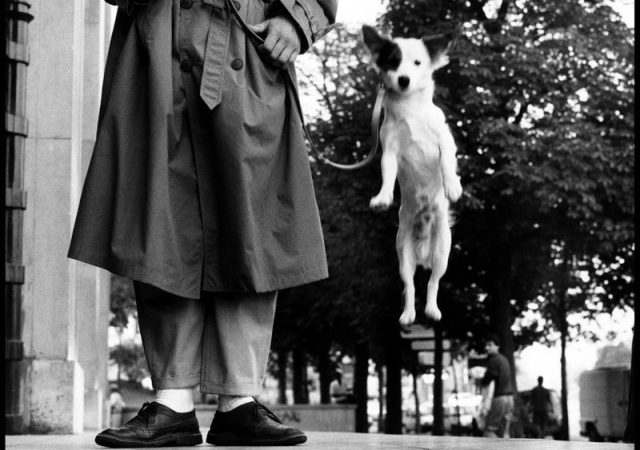 featured image for post: From the Regal to the Ridiculous, These Photos Capture Everything to Love about Dogs