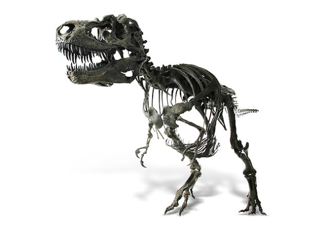 featured image for post: 10 Incredible Dinosaur-Era Fossils, Bones and Artifacts