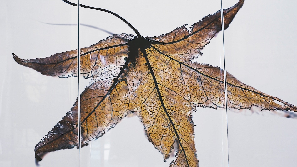 leaf art
