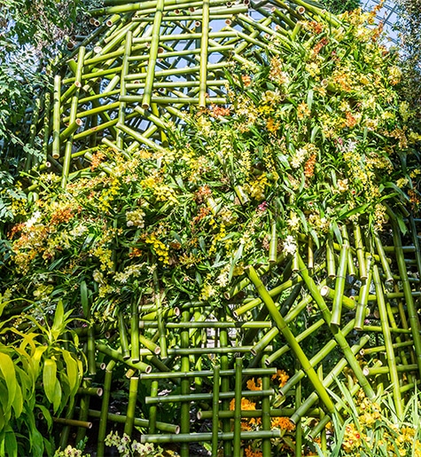 NYBG orchid show display by Daniel Ost