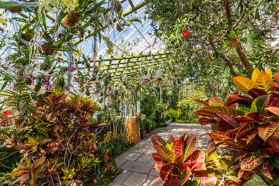 NYBG orchid show
