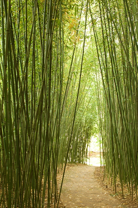 Bamboo Path