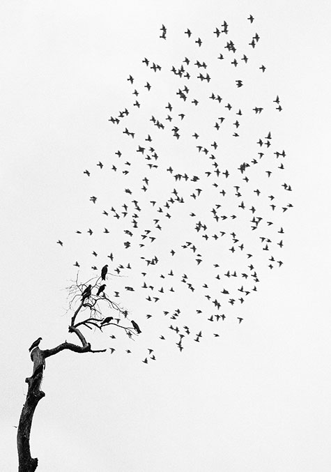 Delhi, India (Flock of Birds), 1999, by Pentti Sammallahti