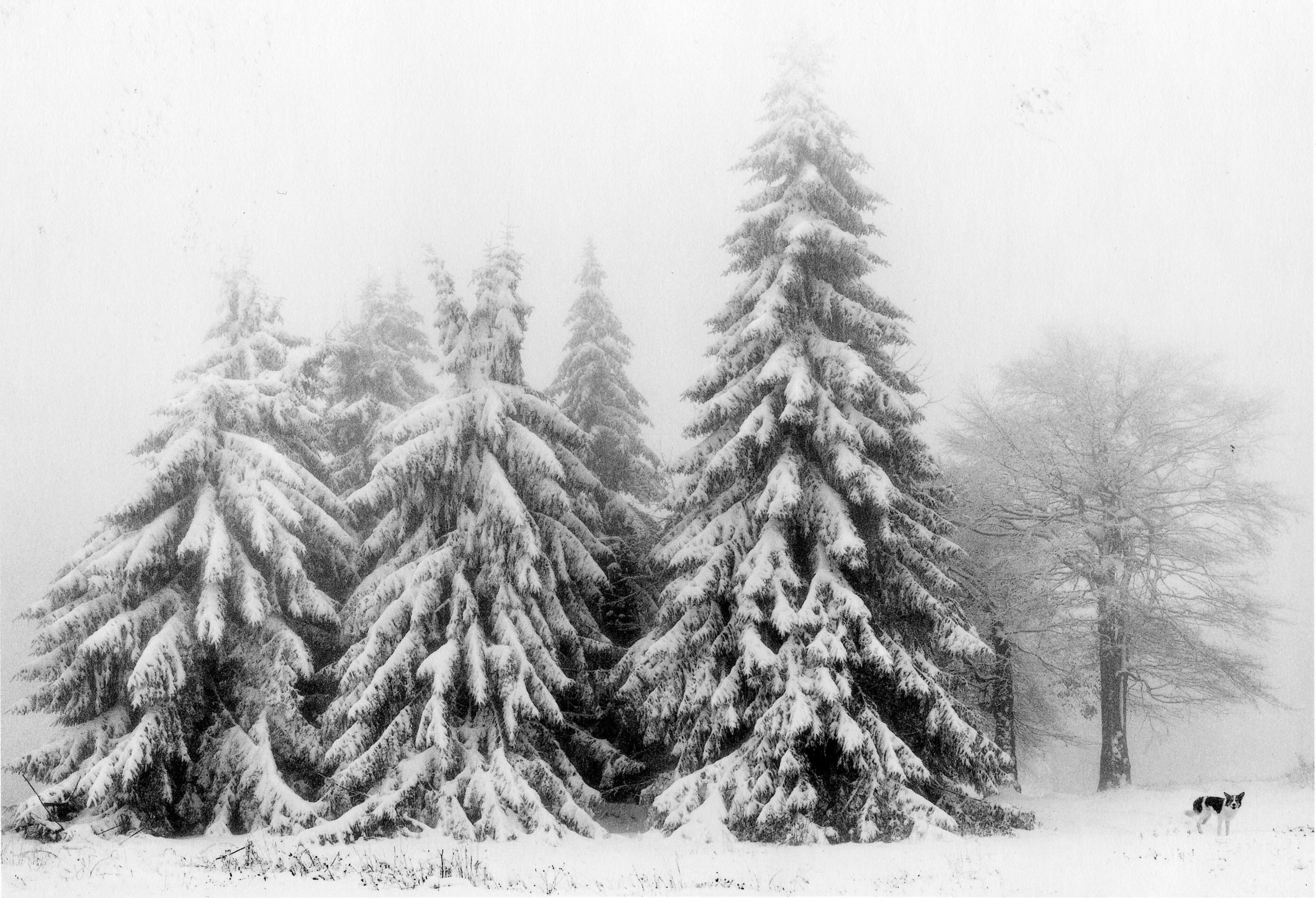 Petrohan, Bulgaria (Three Snow Covered Trees), 2003