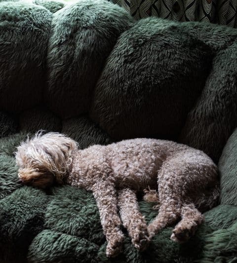 Olive on Campana brothers sofa