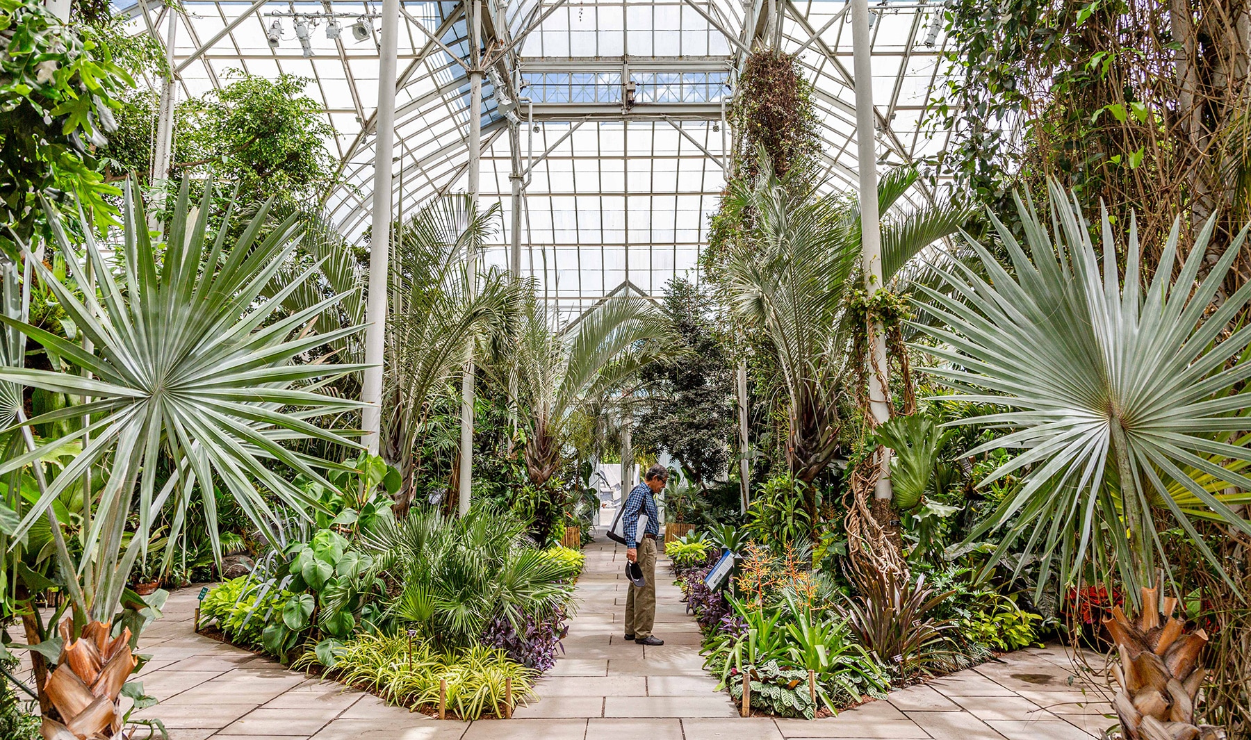 Inside the Greenhouse at the NYBG Burle Marx Show