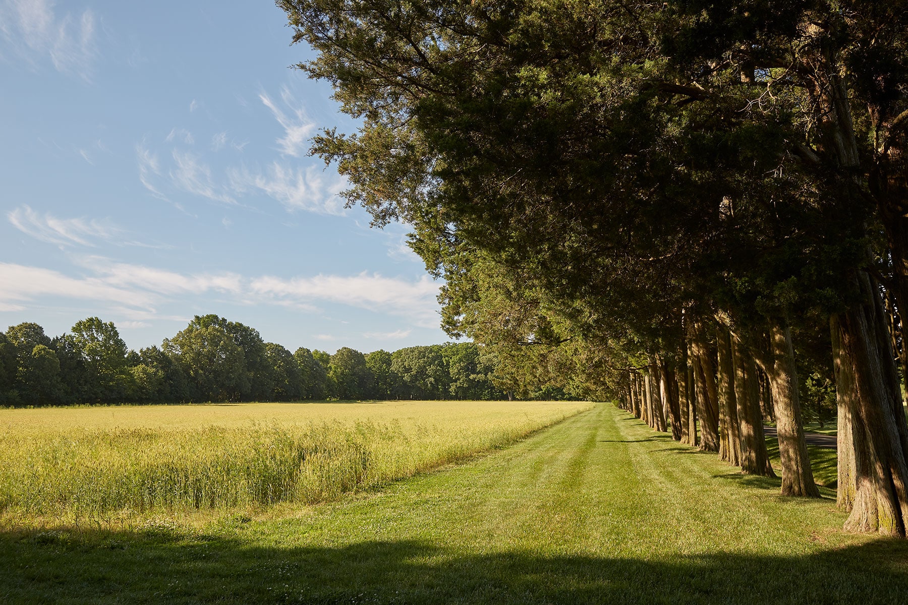 A grassy lane designed by Paca