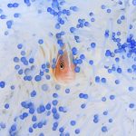 Chris Leidy’s Underwater Photographs Reveal a Tropical Ocean Paradise Few Ever See