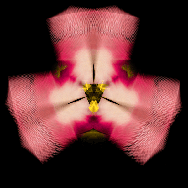 Crop from Moments in Journey — Triple Petal, 2022, by Gisel X Florez